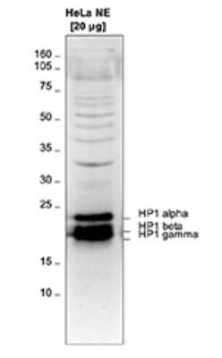 Western Blot: HP1 Alpha, Beta, and Gamma Antibody [NBP3-18651]